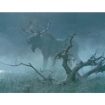 Moose in Moonlight by Robert Bateman