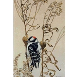 Downy Woodpecker on Goldenrod Gall by Robert Bateman