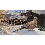 Down for a Drink - Mourning Dove by Robert Bateman