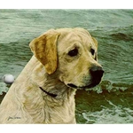 Of the Finest Breed: Yellow Labrador by John Weiss