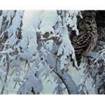 Snowy Hemlock - Barred Owl by Robert Bateman