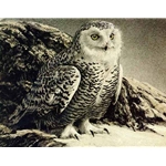 Snowy Owl by Robert Bateman