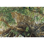 Spotted - Leopard by wildlife artist Matthew Hillier