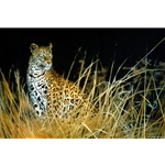 The Leopard Hunts Alone by wildlife artist Matthew Hillier