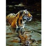 Chilling Out - Tiger by wildlife artist Matthew Hillier