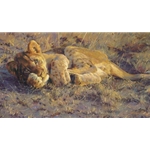 Sunset Lion Cub by wildlife artist Dino Paravano