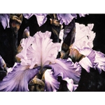 Flirtation - Iris by floral watercolor artist Arleta Pech