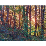 Tangled Forest - sun through trees by impressionist artist Tim Packer