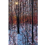 Sunlit Afternoon - Winter Woods by impressionist artist Tim Packer
