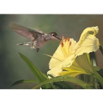 My Fair Lady - Black-chinned Hummingbird by floral artist Amanda Carder