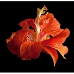 Tropical Hibiscus - Double Orange by floral photographer Richard Reynolds