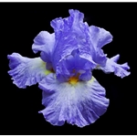Tall Bearded Iris 2 by floral photographer Richard Reynolds