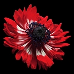 Anemone - red flower by floral photographer Richard Reynolds