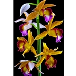 Nun's Orchid by floral photographer Richard Reynolds