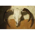 El Toro - Bull's skull still life painting by Kyle Polzin
