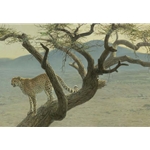 Lewa Cheetah by Robert Bateman