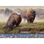 Yellowstone Face Off - Bison by artist Kyle Sims