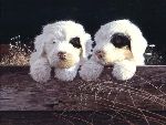 Old English Sheepdog Pups by John Weiss