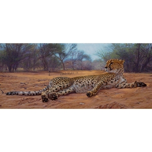 Cautious but Curious - cheetah by John Banovich