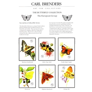 Butterflies - European Group #2 by wildlife artist Carl Brenders