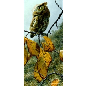 Fireball - Screech Owl by wildlife artist Carl Brenders