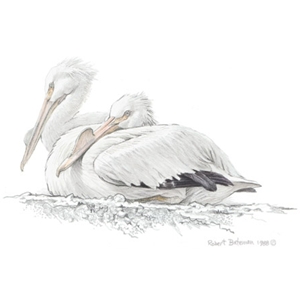 White Pelican by Robert Bateman