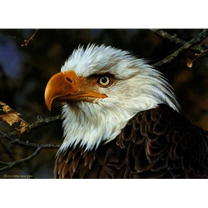 A Threatened Symbol - Bald Eagle Portrait by wildlife artist Carl Brenders
