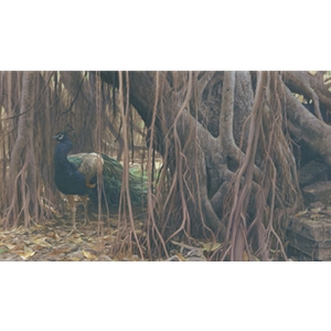 Banyan Walk - Peacock by Robert Bateman