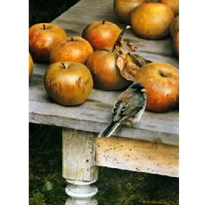 Apple Harvest - Dark-eyed Junco by wildlife artist Carl Brenders