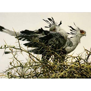 At the Nest - Secretary Birds by Robert Bateman