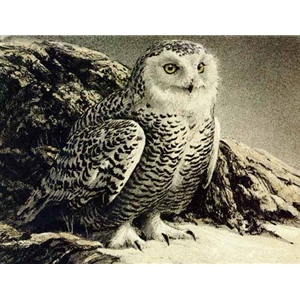 Snowy Owl by Robert Bateman