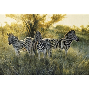 The Three Graces - Zebras by wildlife artist Matthew Hillier