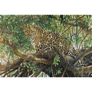 Spotted - Leopard by wildlife artist Matthew Hillier