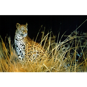 The Leopard Hunts Alone by wildlife artist Matthew Hillier