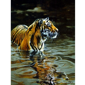 Chilling Out - Tiger by wildlife artist Matthew Hillier
