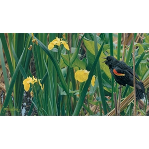 Wake-up Call - Red-winged Blackbird by artist John Mullane