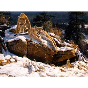 Rocky Mountain Cougars by artist Dino Paravano
