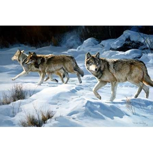 Snow Prowl Gray Wolves by artist Dino Paravano