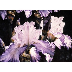 Flirtation - Iris by floral watercolor artist Arleta Pech