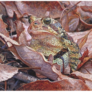 Zen Master of the Forest Floor - Toad by Wes Siegrist