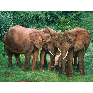 The Creche - elephant family in Aberdare National Park, Kenya by African wildlife artist Guy Combes