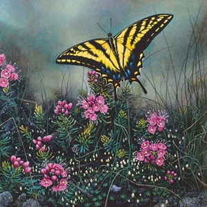 Wildflower Suite - Swallowtail Butterfly & Pink Mountain Heather by Stephen Lyman