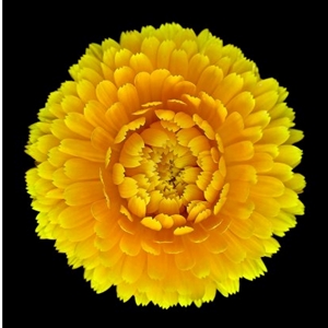 Pot - Marigold by floral photographer Richard Reynolds