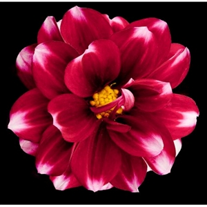 Dahlia 3 - red blooming by floral photographer Richard Reynolds
