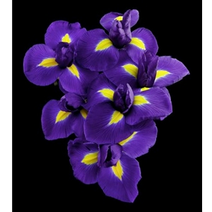 Dutch Iris by floral photographer Richard Reynolds
