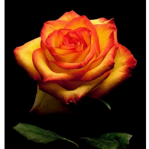 Garden Rose 2  - Sunny Leonidas by floral photographer Richard Reynolds
