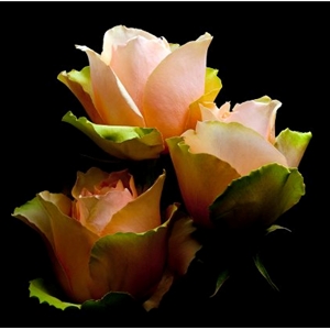 Garden Rose by floral photographer Richard Reynolds