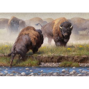 Yellowstone Face Off - Bison by artist Kyle Sims