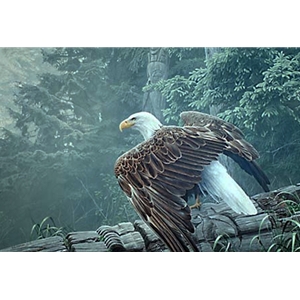 Fallen Totem - Bald Eagle by artist Ron Parker