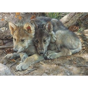 Brotherly Love - Wolf Pups by artist Carl Brenders